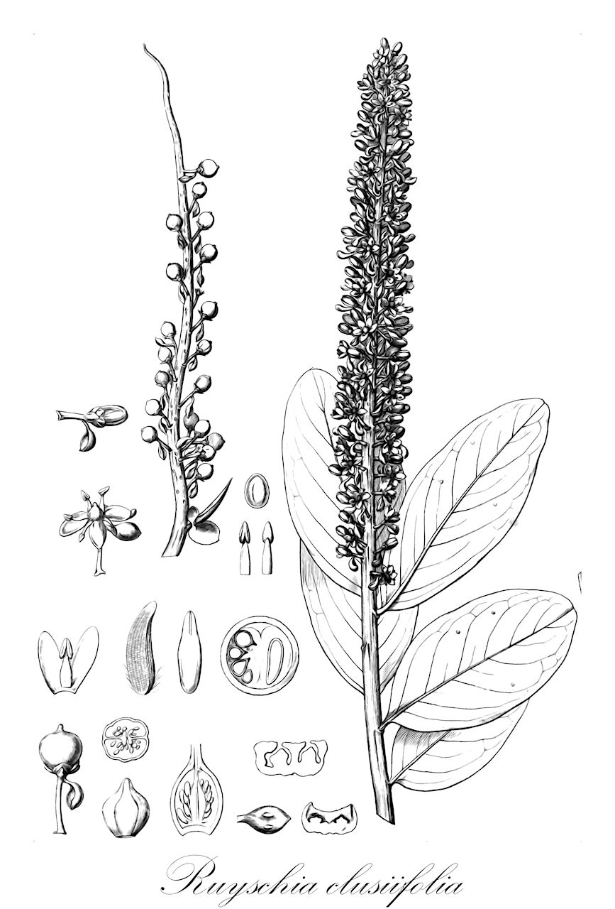 Ruyschia clusiifolia - Marcgraviaceae,Plantae,Pteridobiotina,Angiosperms,Ericales,Marcgraviaceae,Ruyschia,Ruyschia clusiifolia,Ruyschia cymbadenia, Ruyschia fragrans, Ruyschia laurifolia