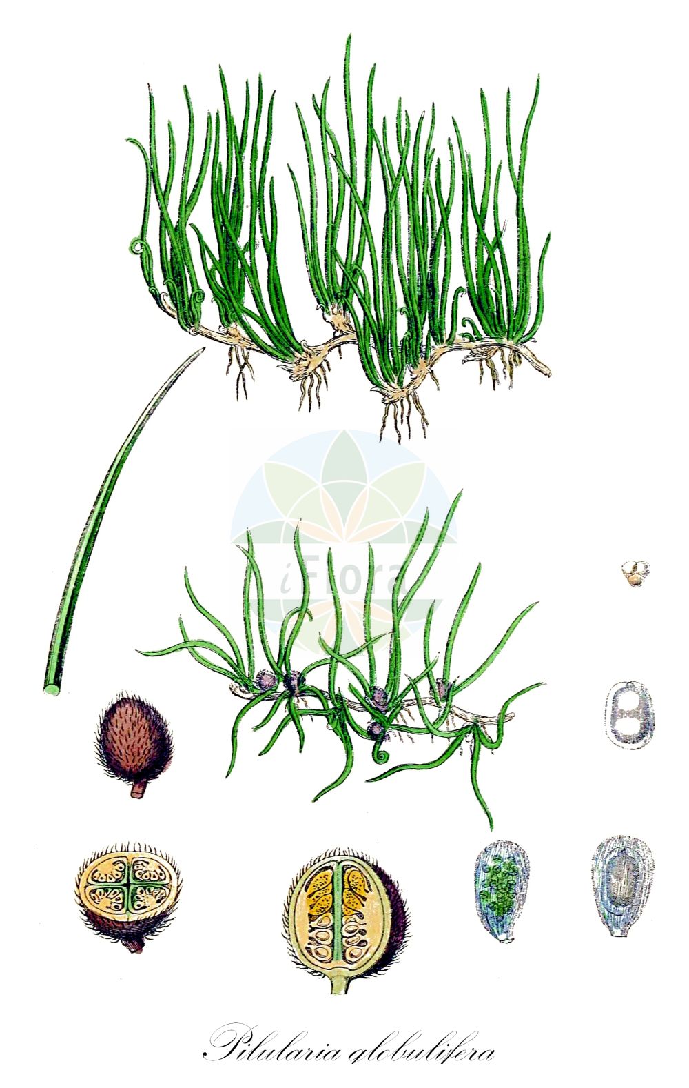 Pilularia globulifera - Marsileaceae,Plantae,Pteridobiotina,Polypodiophyta,Polypodiopsida,Polypodiidae,Salviniales,Marsileaceae,Pilularia,Pilularia globulifera,Calamistrum globuliferum, Pilularia natans,Gewöhnlicher Pillenfarn;Kugel-Pillenfarn;Pillenfarn;pillwort;Pilulaire à globules;Pilularia comune;pepe di padule;pilvaren;пилюльница шариконосная;klotgräs;pilledrager;gałuczka kulecznica;kroglasta osvaljkarica;borsókás sárgolyó;míčovka kulkonosná;пілюльниця куленосна;trådbregne;ormio;лоптарка