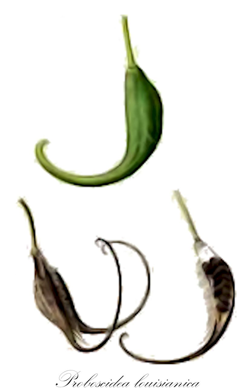 Proboscidea louisianica - Martyniaceae,Plantae,Pteridobiotina,Angiosperms,Lamiales,Martyniaceae,Proboscidea,Proboscidea louisianica,Martynia louisianica,Teufelsklaue;corne de bélier;pájaro;trompa de elefante;gemzehoorn;garras-do-diabo;пробосцидея луизанская;пробосцидея луїзіанська