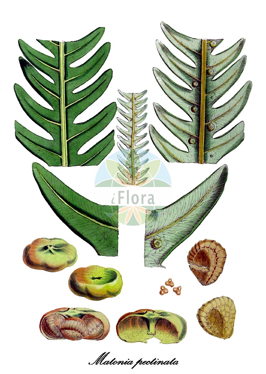 Matonia pectinata - Matoniaceae,Plantae,Pteridobiotina,Polypodiophyta,Polypodiopsida,Polypodiidae,Gleicheniales,Matoniaceae,Matonia,Matonia pectinata,Prionopteris farquhariana