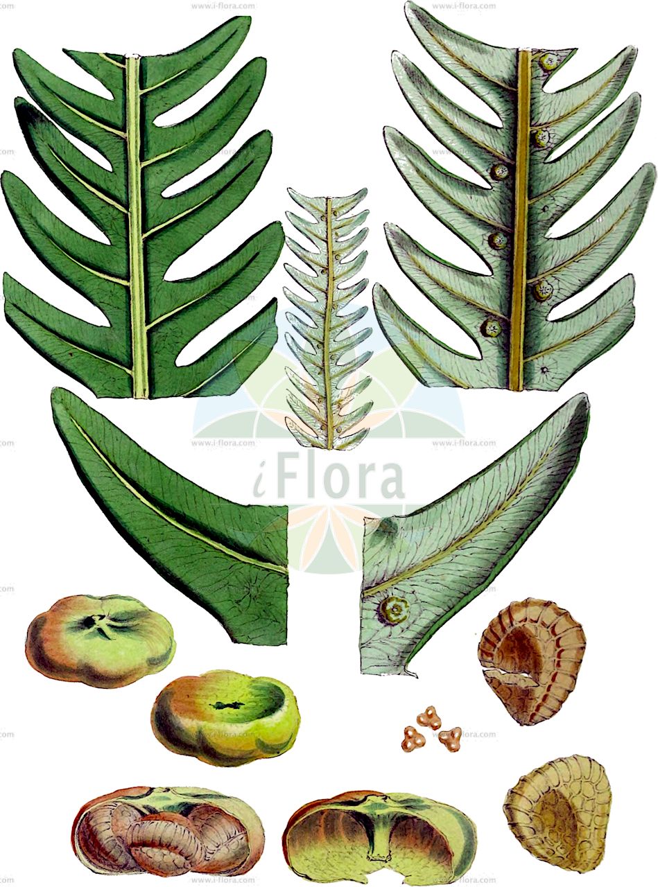 Matonia pectinata - Matoniaceae,Plantae,Pteridobiotina,Polypodiophyta,Polypodiopsida,Polypodiidae,Gleicheniales,Matoniaceae,Matonia,Matonia pectinata,Prionopteris farquhariana