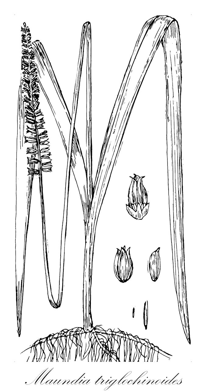 Maundia triglochinoides - Maundiaceae,Plantae,Pteridobiotina,Angiosperms,Alismatales,Maundiaceae,Maundia,Maundia triglochinoides,Triglochin maundii, Triglochin triglochinoides