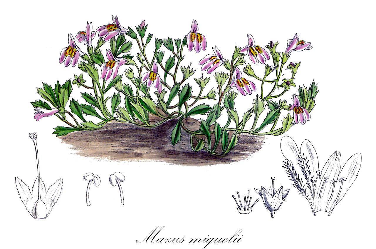Mazus miquelii - Mazaceae,Plantae,Pteridobiotina,Angiosperms,Lamiales,Mazaceae,Mazus,Mazus miquelii,Mazus englerianus, Mazus fargesii, Mazus japonicus, Mazus japonicus var. albiflorus, Mazus japonicus var. leucanthus, Mazus miquelii f. albiflorus, Mazus miquelii f. contractus, Mazus miquelii f. rotundifolius, Mazus miquelii subsp. contractus, Mazus miquelii var. rotundifolius, Mazus miquelii var. stolonifer, Mazus reptans, Mazus rotundifolius, Mazus rotundus, Mazus rugosus var. macranthus, Mazus rugosus var. rotundifolius, Mazus rugosus var. stolonifer, Mazus stolonifer, Mazus stolonifer f. roseus, Mazus stolonifer var. taibokuensis, Mazus wilsonii, Pyxidaria japonica, Vandellia japonica,Einjähriges Lippenmäulchen;creeping mazus;miquel's mazus;tokiwahaze;tokiwa-haze;トキワハゼ