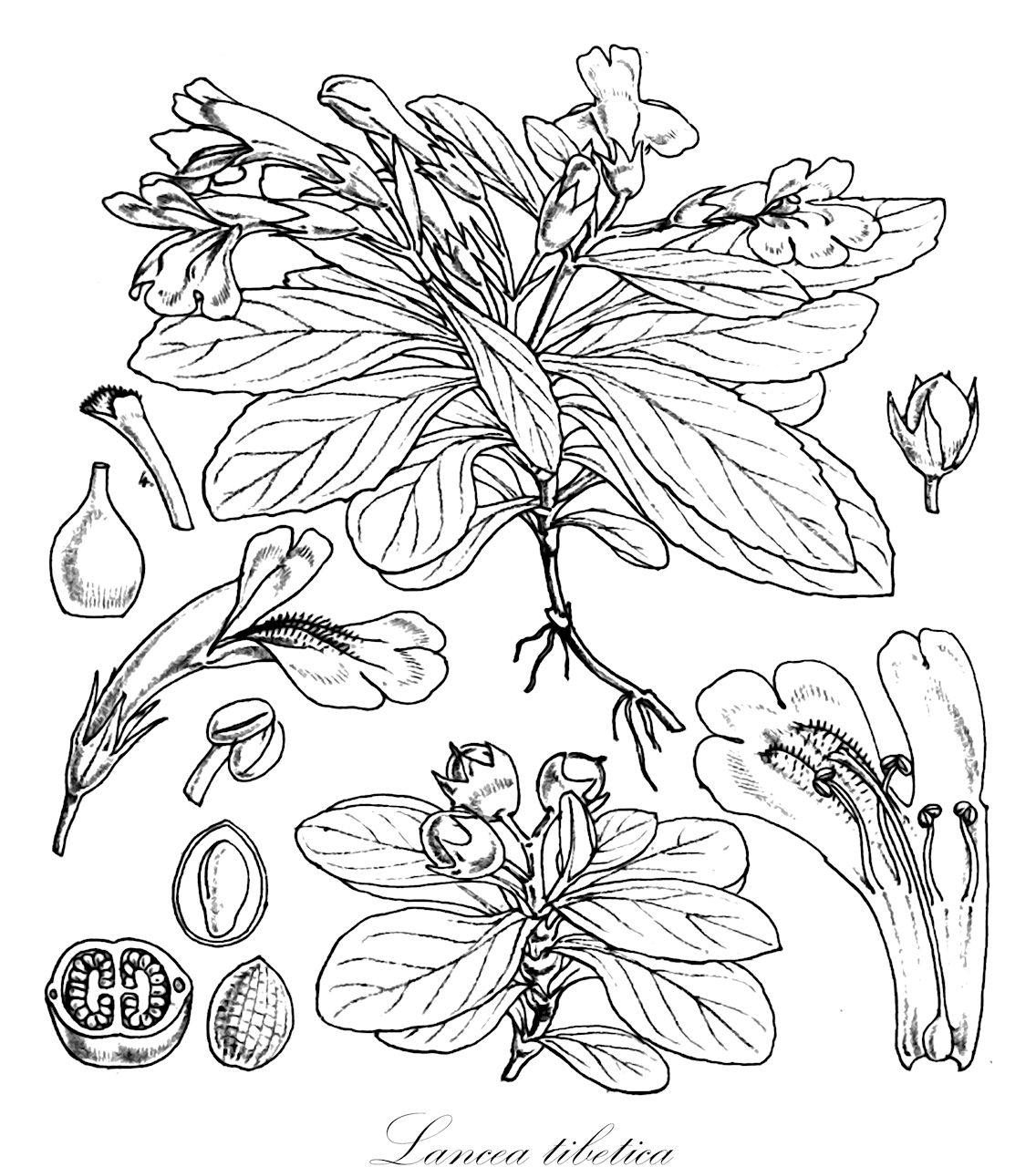 Lancea tibetica - Mazaceae,Plantae,Pteridobiotina,Angiosperms,Lamiales,Mazaceae,Lancea,Lancea tibetica,Lancea tibetica f. albiflora