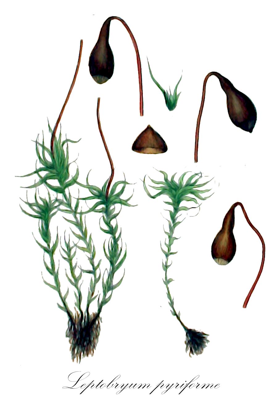 Leptobryum pyriforme - Meesiaceae,Plantae,Bryobiotina,Bryophyta,Bryopsida,Bryidae,Bryanae,Splachnales,Meesiaceae,Leptobryum,Leptobryum pyriforme,Bryum cockaynei, Bryum pyriforme, Bryum pyriforme var. huebnerianum, Bryum sericeum, Hypnum pyriforme, Leptobryum dioicum, Leptobryum harriottii, Leptobryum minus, Leptobryum pyriforme f. appendiculatum, Leptobryum pyriforme f. huebnerianum, Leptobryum pyriforme f. integrifolium, Leptobryum pyriforme f. longicollum, Leptobryum pyriforme f. multigemmiferum, Leptobryum pyriforme f. pallidum, Leptobryum pyriforme subsp. minus, Leptobryum pyriforme var. appendiculatum, Leptobryum pyriforme var. dioicum, Leptobryum pyriforme var. flagelliferum, Leptobryum pyriforme var. huebnerianum, Leptobryum pyriforme var. integrifolium, Leptobryum pyriforme var. longicollum, Leptobryum pyriforme var. minus, Leptobryum pyriforme var. pallidum, Leptobryum sericeum, Mnium pyriforme, Pleuridium nitidum var. bulbilliferum, Pohlia sericea, Pseudephemerum nitidum f. bulbilliferum, Webera pyriformis
