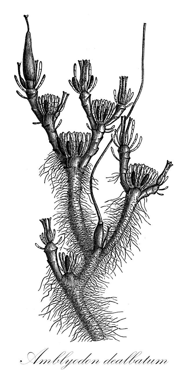 Amblyodon dealbatum - Meesiaceae,Plantae,Bryobiotina,Bryophyta,Bryopsida,Bryidae,Bryanae,Splachnales,Meesiaceae,Amblyodon,Amblyodon dealbatum,Amblyodon dealbatus, Amblyodon dealbatus var. americanus, Bryum dealbatum, Leskea dealbata, Meesia dealbata, Meesia dealbata var. minor, Meesia macounii, Mielichhoferia savicziae