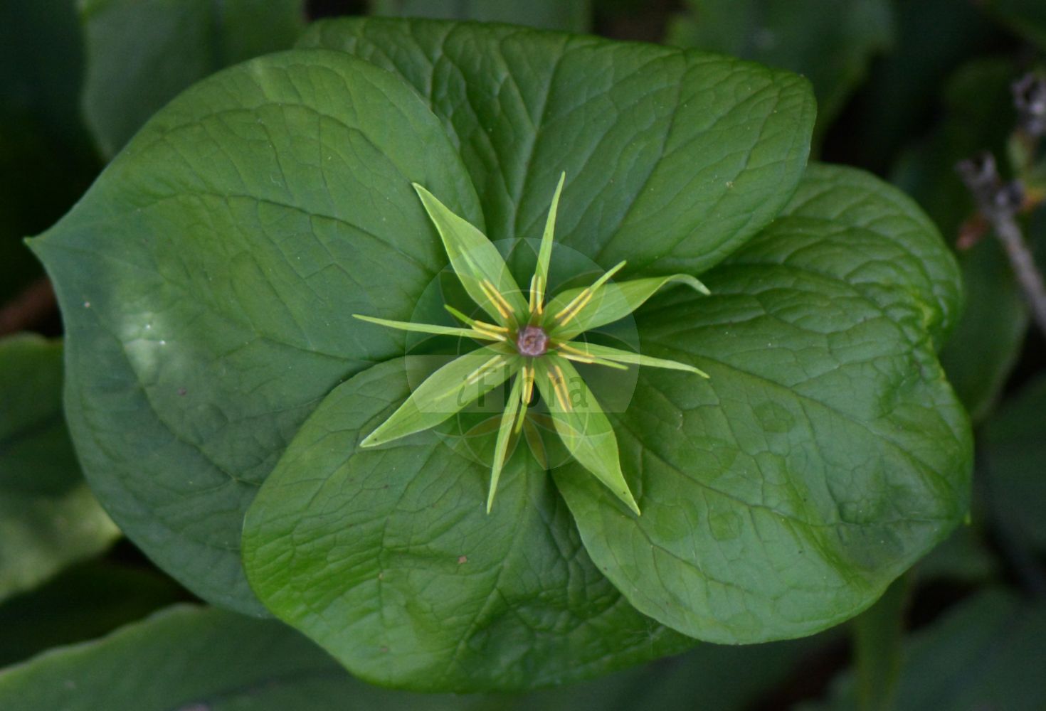 Paris quadrifolia - Melanthiaceae,Plantae,Pteridobiotina,Angiosperms,Liliales,Melanthiaceae,Paris,Paris quadrifolia,Paris pentafolia, Paris quadrifolia var. angustiovata, Paris trifolia,Vierblättrige Einbeere;Einbeere;herb-paris;common one-berry;Parisette à quatre feuilles;raisin de renard;étrangle-loup;herbe de Pâris;morelle à quatre feuilles;Pâris à quatre feuilles;parisette;hierba de Paris;manzano de la discordia;ojos de zorra;uva de oso;uva de raposa;uva de zorra;Erba crociola;Uva di volpe;eenbes;paris;pariseta;uva-de-raposa;вороний глаз обыкновенный;вороний глаз четырехлистный;horoz hayası;shtarcë;shtarea katêrgjethëshe;herba de la creu;pansas de guineu;raïm de guineu;ormbär;trollbär;firblad;czworolist pospolity;volčja jagoda;farkasszőlő;vraní oko čtyřlisté;dalac;vranie oko štvorlistý;vranovec štvorlistý;вороняче око звичайне;вранско око;harilik ussilakk;čūskoga;firblad;sudenmarja;вранилово око;keturlapė vilkauogė;sì yè chón glóu;四叶重楼