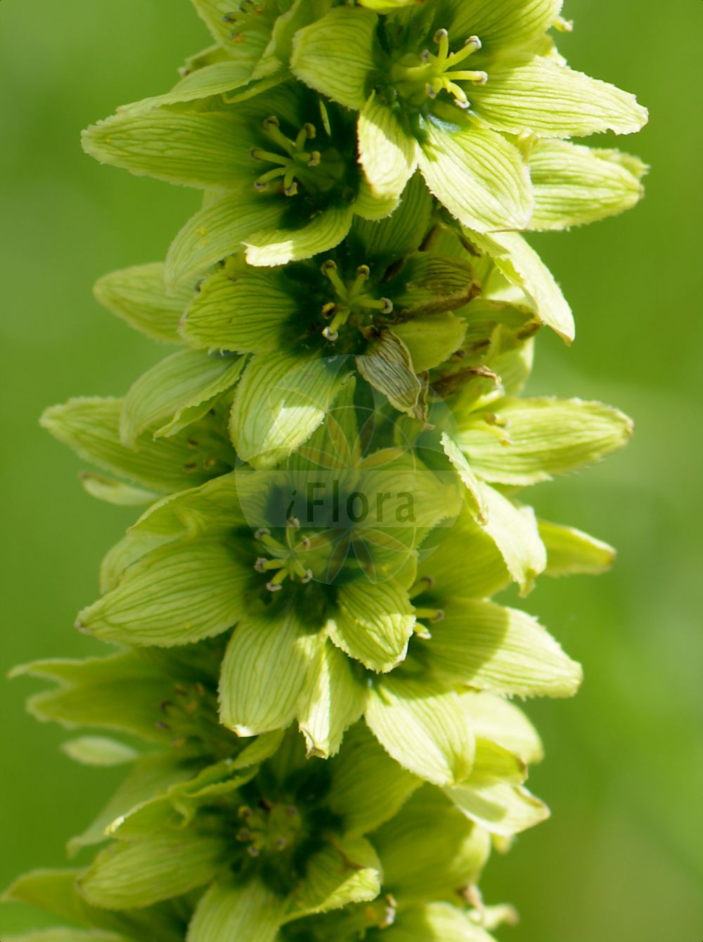 Veratrum lobelianum - Melanthiaceae,Plantae,Pteridobiotina,Angiosperms,Liliales,Melanthiaceae,Veratrum,Veratrum lobelianum,Veratrum album f. lobelianum, Veratrum album prol. lobelianum, Veratrum album subsp. lobelianum, Veratrum album unr. virescens, Veratrum album var. lobelianum, Veratrum album var. lobelianum, Veratrum album var. lobelianum, Veratrum lobelianum var. asiaticum, Veratrum lobelianum var. obtusum,Grünlicher Germer;Grüner Germer;Vératre commun;vérâtre commun;vérâtre verdissant;veratro bianco;черемица зеленая;черемица Лобеля;черемица обыкновенная;gorska čemerika;grön nysrot;ciemierzyca zielona;ciemiężyca zielona;Lobelova čmerika;zelena čmerika;havasi zászpa;kýchavice bílá Lobelova;kýchavica biela Lobelova;чемериця лобелієва;лобелиева чемерика;nyserot;бела чемерика;Lobelio čemerys;ā ěr tài lí lú;阿尔泰藜芦