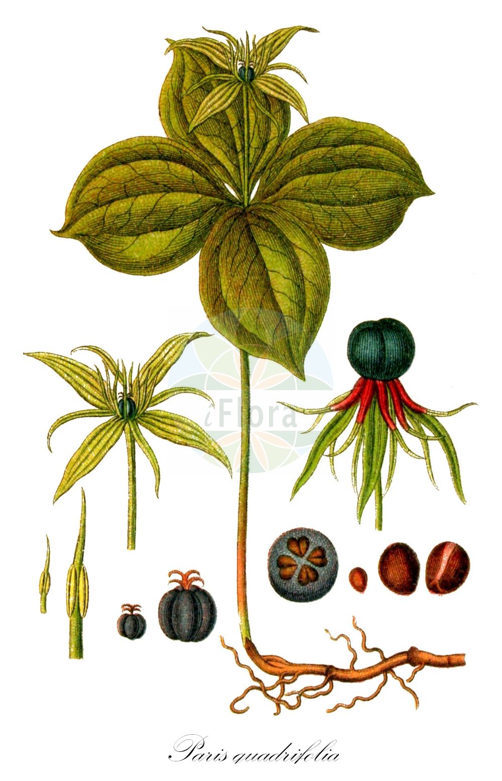 Paris quadrifolia - Melanthiaceae,Plantae,Pteridobiotina,Angiosperms,Liliales,Melanthiaceae,Paris,Paris quadrifolia,Paris pentafolia, Paris quadrifolia var. angustiovata, Paris trifolia,Vierblättrige Einbeere;Einbeere;herb-paris;common one-berry;Parisette à quatre feuilles;raisin de renard;étrangle-loup;herbe de Pâris;morelle à quatre feuilles;Pâris à quatre feuilles;parisette;hierba de Paris;manzano de la discordia;ojos de zorra;uva de oso;uva de raposa;uva de zorra;Erba crociola;Uva di volpe;eenbes;paris;pariseta;uva-de-raposa;вороний глаз обыкновенный;вороний глаз четырехлистный;horoz hayası;shtarcë;shtarea katêrgjethëshe;herba de la creu;pansas de guineu;raïm de guineu;ormbär;trollbär;firblad;czworolist pospolity;volčja jagoda;farkasszőlő;vraní oko čtyřlisté;dalac;vranie oko štvorlistý;vranovec štvorlistý;вороняче око звичайне;вранско око;harilik ussilakk;čūskoga;firblad;sudenmarja;вранилово око;keturlapė vilkauogė;sì yè chón glóu;四叶重楼