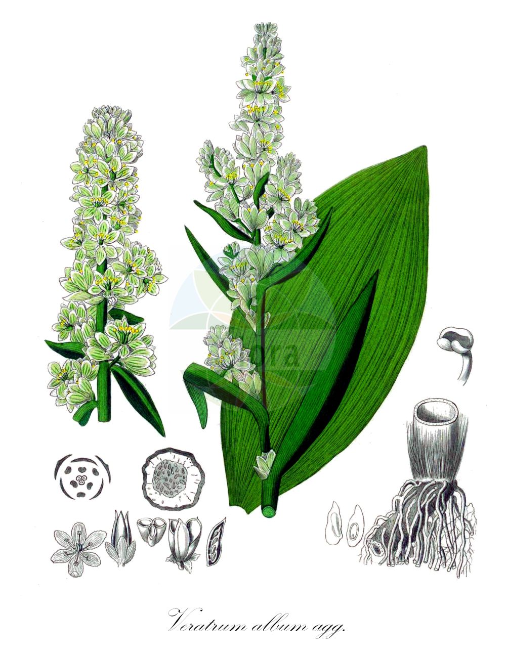 Veratrum album - Melanthiaceae,Plantae,Pteridobiotina,Angiosperms,Liliales,Melanthiaceae,Veratrum,Veratrum album,Helleborus albus, Melanthium album, Melanthium bracteolare, Melanthium virens, Veratrum album f. glabrescens, Veratrum album f. podolicum, Veratrum album f. viridiflorum, Veratrum album subsp. albicans, Veratrum album subsp. album, Veratrum album subsp. misae, Veratrum album subsp. virescens, Veratrum album var. albiflorum, Veratrum album var. bosniacum, Veratrum album var. croaticum, Veratrum album var. flavum, Veratrum album var. lobelianum, Veratrum album var. misae, Veratrum album var. spathulatum, Veratrum album var. viride, Veratrum album var. viridiflorum, Veratrum bosniacum, Veratrum bosniacum var. albanicum, Veratrum croaticum, Veratrum flavum, Veratrum lobelianum f. oppositifolium, Veratrum lobelianum subsp. misae, Veratrum lobelianum var. glabrescens, Veratrum lobelianum var. misae, Veratrum lobelianum var. obovatum, Veratrum lobelianum var. podolicum, Veratrum misae, Veratrum parviflorum, Veratrum polygamum, Veratrum viride,Weißer Germer;Grünlicher Germer;Weiße Nieswurz;Sauwurz;Läusewurz;Krätzewurzel;Grüner Germer;Gemeiner Germer;Weisse Niesswurzel;american false hellebore;white false hellebore;green false hellebore;indian poke;vérâtre verti;false hellebore;white hellebore;Vératre blanc;Vératre commun;ellébore blanc;vératre vert;hellébore blanc;varaire;varaire blanc;vérâtre blanc;ballestera;verdegambre;eleboro blanco;baladre;ballestera blanca;berdegambre;consuegra;heléboro blanco;hierba ballestera;milloquera de puerto;surbia;xurbia;Veratro bianco;Veratro comune;elabro bianco;veratro verde;witte nieswortel;heleboro-branco;eléboro-branco;erva-do-lobo;heléboro-branco;surbia;veratro-branco;черемица белая;черемица Лобеля;dokuztepeli;shtarë;shtarë e bardhë;baladra;ballestera;ellèbor blanc;herba ballestera;herba vomitòria;peu de llop;veladre;veratre;vilandre;bijela čemerika;vit prustrot;vit nysrot;ciemierzyca biała;ciemiężyca biała;bela čmerika;fehér zászpa;kýchavice bílá;știrigoaie;kýchavica biela;чемериця біла;бела чемерика;бијела чемерика;άσπρο βέρατρο