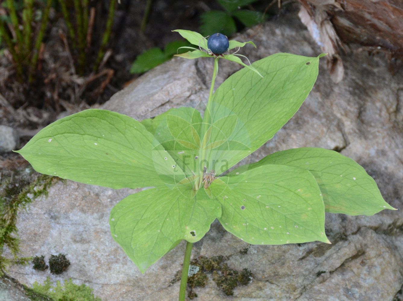 Paris quadrifolia - Melanthiaceae,Plantae,Pteridobiotina,Angiosperms,Liliales,Melanthiaceae,Paris,Paris quadrifolia,Paris pentafolia, Paris quadrifolia var. angustiovata, Paris trifolia,Vierblättrige Einbeere;Einbeere;herb-paris;common one-berry;Parisette à quatre feuilles;raisin de renard;étrangle-loup;herbe de Pâris;morelle à quatre feuilles;Pâris à quatre feuilles;parisette;hierba de Paris;manzano de la discordia;ojos de zorra;uva de oso;uva de raposa;uva de zorra;Erba crociola;Uva di volpe;eenbes;paris;pariseta;uva-de-raposa;вороний глаз обыкновенный;вороний глаз четырехлистный;horoz hayası;shtarcë;shtarea katêrgjethëshe;herba de la creu;pansas de guineu;raïm de guineu;ormbär;trollbär;firblad;czworolist pospolity;volčja jagoda;farkasszőlő;vraní oko čtyřlisté;dalac;vranie oko štvorlistý;vranovec štvorlistý;вороняче око звичайне;вранско око;harilik ussilakk;čūskoga;firblad;sudenmarja;вранилово око;keturlapė vilkauogė;sì yè chón glóu;四叶重楼