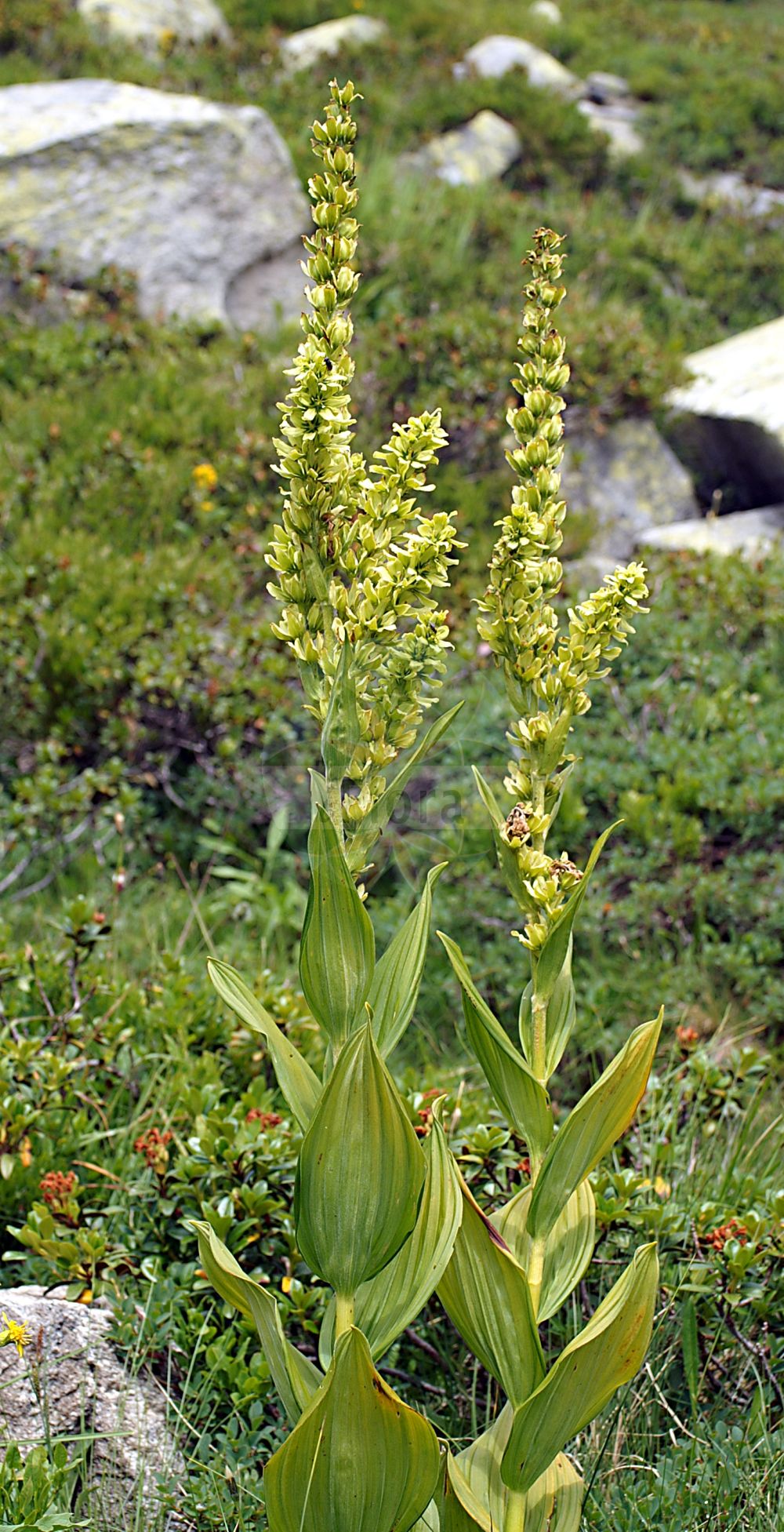 Veratrum lobelianum - Melanthiaceae,Plantae,Pteridobiotina,Angiosperms,Liliales,Melanthiaceae,Veratrum,Veratrum lobelianum,Veratrum album f. lobelianum, Veratrum album prol. lobelianum, Veratrum album subsp. lobelianum, Veratrum album unr. virescens, Veratrum album var. lobelianum, Veratrum album var. lobelianum, Veratrum album var. lobelianum, Veratrum lobelianum var. asiaticum, Veratrum lobelianum var. obtusum,Grünlicher Germer;Grüner Germer;Vératre commun;vérâtre commun;vérâtre verdissant;veratro bianco;черемица зеленая;черемица Лобеля;черемица обыкновенная;gorska čemerika;grön nysrot;ciemierzyca zielona;ciemiężyca zielona;Lobelova čmerika;zelena čmerika;havasi zászpa;kýchavice bílá Lobelova;kýchavica biela Lobelova;чемериця лобелієва;лобелиева чемерика;nyserot;бела чемерика;Lobelio čemerys;ā ěr tài lí lú;阿尔泰藜芦