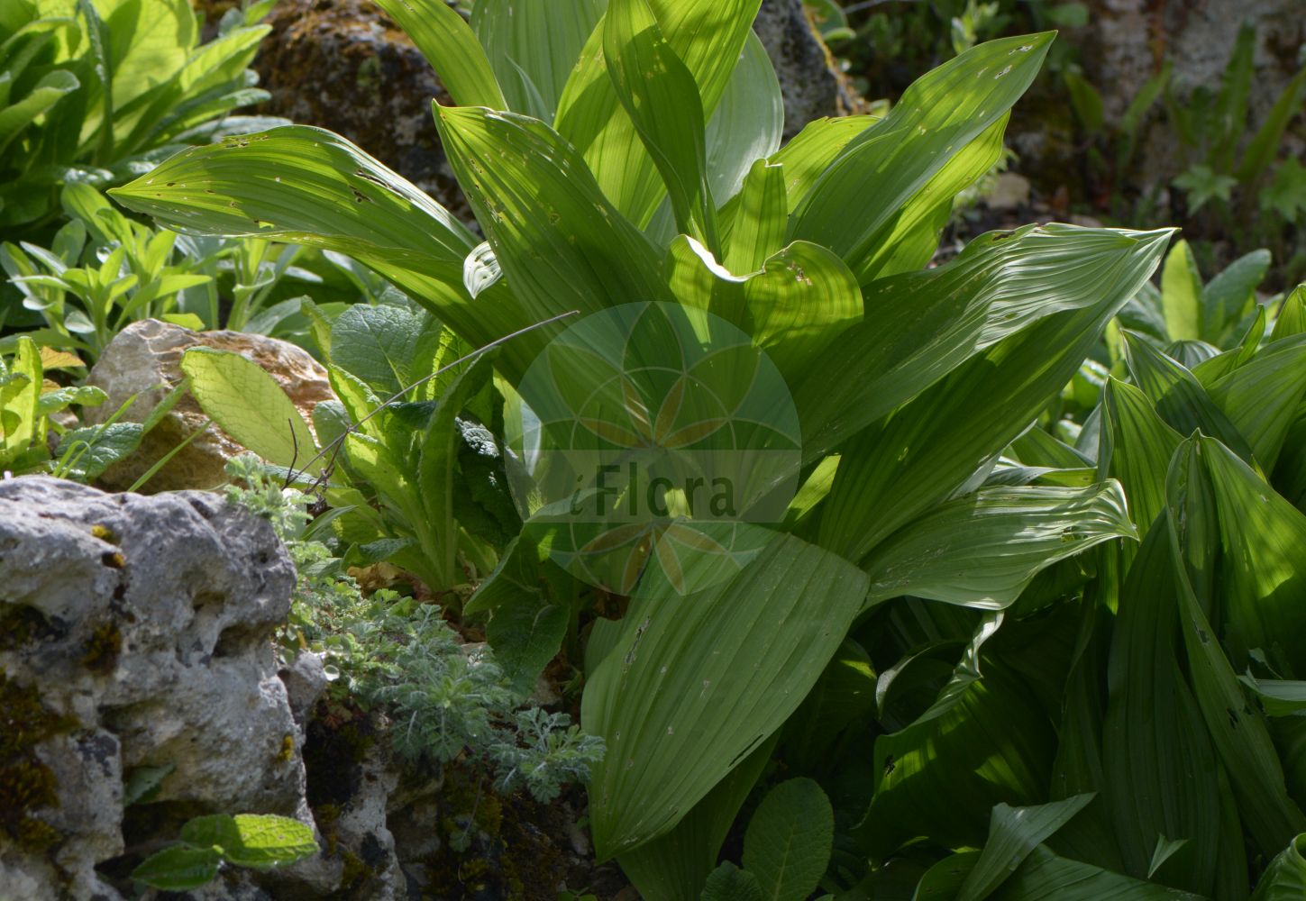 Veratrum nigrum - Melanthiaceae,Plantae,Pteridobiotina,Angiosperms,Liliales,Melanthiaceae,Veratrum,Veratrum nigrum,Helonias nigra, Melanthium nigrum, Veratrum bracteatum, Veratrum nigrum subsp. ussuriense, Veratrum nigrum var. microcarpum, Veratrum nigrum var. ussuriense, Veratrum purpureum, Veratrum ussuriense,Schwarzer Germer;black hellebore;black false helleborine;dark-flowered false hellenbore;false hellebore;Vératre noir;vérâtre noir;Veratro nero;черемица черная;shtarë;shtarë e zezë;crna čemerika;svart nysrot;ciemierzyca czarna;ciemiężyca czarna;črna čmerika;fekete zászpa;kýchavice černá;kýchavica čierna;чемериця чорна;черна чемерика;црна чемерика;μαύρο βέρατρο