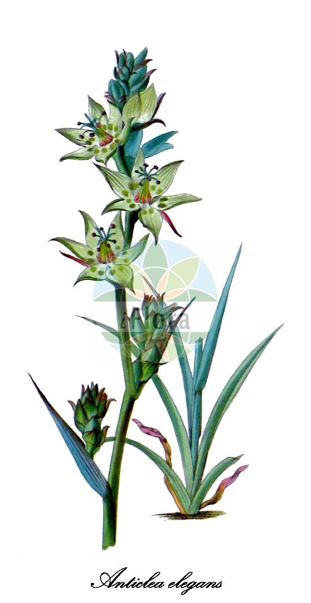 Anticlea elegans - Melanthiaceae,Plantae,Pteridobiotina,Angiosperms,Liliales,Melanthiaceae,Anticlea,Anticlea elegans,Anticlea elegans var. elegans, Zigadenus elegans,Weiße Jochlilie;mountain death camas;zigadène élégant