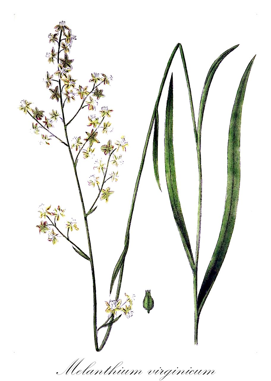 Melanthium virginicum - Melanthiaceae,Evonyxis monoica, Evonyxis undulata, Evonyxis virginica, Helonias virginica, Leimanthium monoicum, Leimanthium virginicum, Melanthium biglandulosum, Melanthium dispersum, Melanthium hybridum, Melanthium laetum, Melanthium monoicum, Melanthium monoicum, Melanthium polygamum, Veratrum virginicum, Zigadenus hybridus, Zigadenus monoecus, Zigadenus virginicus,Plantae,Pteridobiotina,Angiosperms,Liliales,Melanthiaceae,Melanthium,Melanthium virginicum,Virginia-Melanthium;virginia bunch-flower