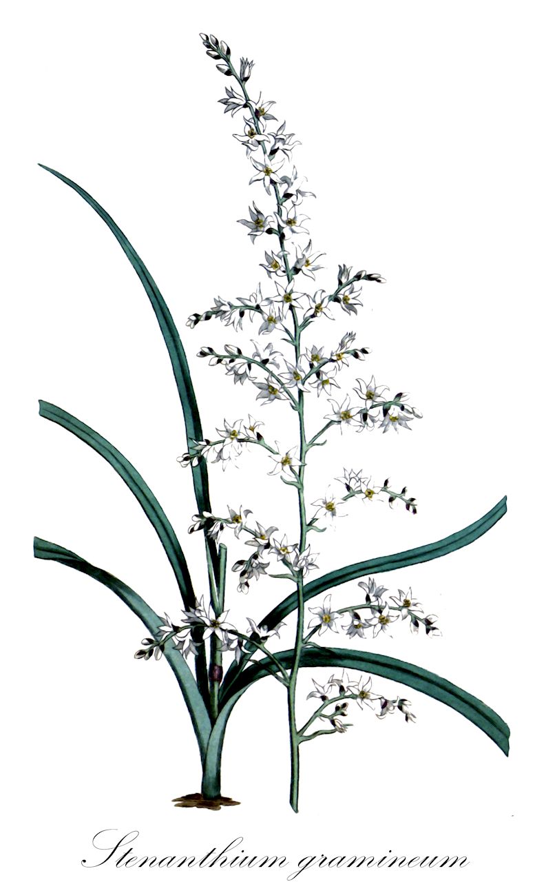 Stenanthium gramineum - Melanthiaceae,Plantae,Pteridobiotina,Angiosperms,Liliales,Melanthiaceae,Stenanthium,Stenanthium gramineum,Anepsa carinata, Anepsa graminifolia, Anepsa spicata, Helonias graminea, Stenanthium angustifolium, Stenanthium gramineum f. robustum, Stenanthium gramineum var. gramineum, Stenanthium gramineum var. micranthum, Stenanthium gramineum var. robustum, Stenanthium gramineum var. typicum, Stenanthium robustum, Veratrum angustifolium, Xerophyllum gramineum,Stenanthie;feather-bells;feather-fleece