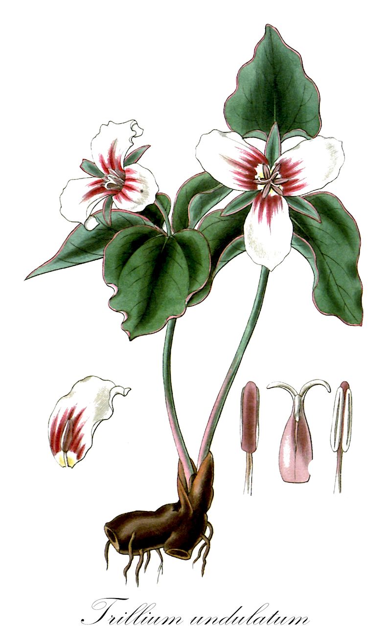 Trillium undulatum - Melanthiaceae,Plantae,Pteridobiotina,Angiosperms,Liliales,Melanthiaceae,Trillium,Trillium undulatum,Trillidium undulatum, Trillium cleavelandicum, Trillium erythrocarpum, Trillium erythrocarpum var. cleavelandicum, Trillium pictum, Trillium undulatum f. cleavelandicum, Trillium undulatum f. enotatum, Trillium undulatum f. polymerum, Trillium undulatum f. striatum, Trillium undulatum f. undulatum,Gewelltes Dreiblatt;painted lady;painted trillium;trille ondulé
