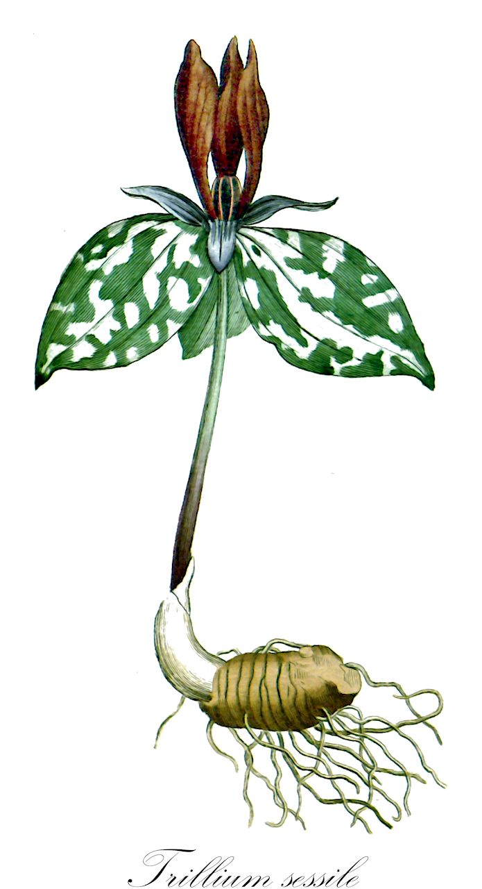 Trillium sessile - Melanthiaceae,Plantae,Pteridobiotina,Angiosperms,Liliales,Melanthiaceae,Trillium,Trillium sessile,Esdra sessilis, Phyllantherum sessile, Trillium isanthum, Trillium longiflorum, Trillium membranaceum, Trillium rotundifolium, Trillium sessile f. sessile, Trillium sessile f. viridiflorum, Trillium sessile var. boreale, Trillium tinctorium,Dreiblatt;Kröten-Dreiblatt;sessile trillium;toad trillium;toadshade