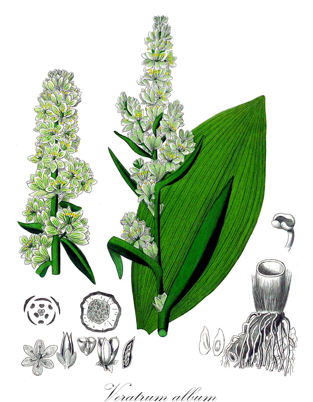 Veratrum album - Melanthiaceae,Plantae,Pteridobiotina,Angiosperms,Liliales,Melanthiaceae,Veratrum,Veratrum album,Helleborus albus, Melanthium album, Melanthium bracteolare, Melanthium virens, Veratrum album f. glabrescens, Veratrum album f. podolicum, Veratrum album f. viridiflorum, Veratrum album subsp. albicans, Veratrum album subsp. album, Veratrum album subsp. misae, Veratrum album subsp. virescens, Veratrum album var. albiflorum, Veratrum album var. bosniacum, Veratrum album var. croaticum, Veratrum album var. flavum, Veratrum album var. lobelianum, Veratrum album var. misae, Veratrum album var. spathulatum, Veratrum album var. viride, Veratrum album var. viridiflorum, Veratrum bosniacum, Veratrum bosniacum var. albanicum, Veratrum croaticum, Veratrum flavum, Veratrum lobelianum f. oppositifolium, Veratrum lobelianum subsp. misae, Veratrum lobelianum var. glabrescens, Veratrum lobelianum var. misae, Veratrum lobelianum var. obovatum, Veratrum lobelianum var. podolicum, Veratrum misae, Veratrum parviflorum, Veratrum polygamum, Veratrum viride,Weißer Germer;Grünlicher Germer;Weiße Nieswurz;Sauwurz;Läusewurz;Krätzewurzel;Grüner Germer;Gemeiner Germer;Weisse Niesswurzel;american false hellebore;white false hellebore;green false hellebore;indian poke;vérâtre verti;false hellebore;white hellebore;Vératre blanc;Vératre commun;ellébore blanc;vératre vert;hellébore blanc;varaire;varaire blanc;vérâtre blanc;ballestera;verdegambre;eleboro blanco;baladre;ballestera blanca;berdegambre;consuegra;heléboro blanco;hierba ballestera;milloquera de puerto;surbia;xurbia;Veratro bianco;Veratro comune;elabro bianco;veratro verde;witte nieswortel;heleboro-branco;eléboro-branco;erva-do-lobo;heléboro-branco;surbia;veratro-branco;черемица белая;черемица Лобеля;dokuztepeli;shtarë;shtarë e bardhë;baladra;ballestera;ellèbor blanc;herba ballestera;herba vomitòria;peu de llop;veladre;veratre;vilandre;bijela čemerika;vit prustrot;vit nysrot;ciemierzyca biała;ciemiężyca biała;bela čmerika;fehér zászpa;kýchavice bílá;știrigoaie;kýchavica biela;чемериця біла;бела чемерика;бијела чемерика;άσπρο βέρατρο