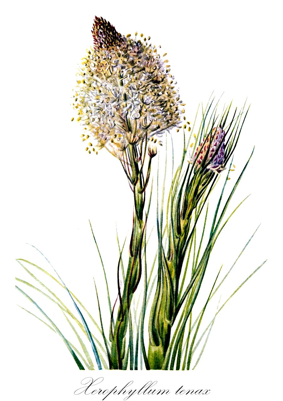 Xerophyllum tenax - Melanthiaceae,Plantae,Pteridobiotina,Angiosperms,Liliales,Melanthiaceae,Xerophyllum,Xerophyllum tenax,Helonias tenax, Melanthium spicatum, Xerophyllum douglasii,bear-grass;elk-grass;indian-basket-grass;squaw-grass