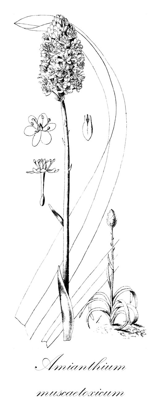Amianthium muscaetoxicum - Melanthiaceae,Plantae,Pteridobiotina,Angiosperms,Liliales,Melanthiaceae,Amianthium,Amianthium muscaetoxicum,Amiantanthus muscaetoxicum, Amianthium macrotox, Anthericum subtrigynum, Chrosperma laetum, Chrosperma muscitoxicum, Chrysosperma muscatoxicum, Crosperma laeta, Crosperma phalangioides, Endocles laetum, Helonias erythrosperma, Helonias laeta, Leimanthium laetum, Leimanthium pallidum, Melanthium laetum, Melanthium muscitoxicum, Melanthium myoctonum, Melanthium phalangioides, Zigadenus muscaetoxicum, Zigadenus muscitoxicum