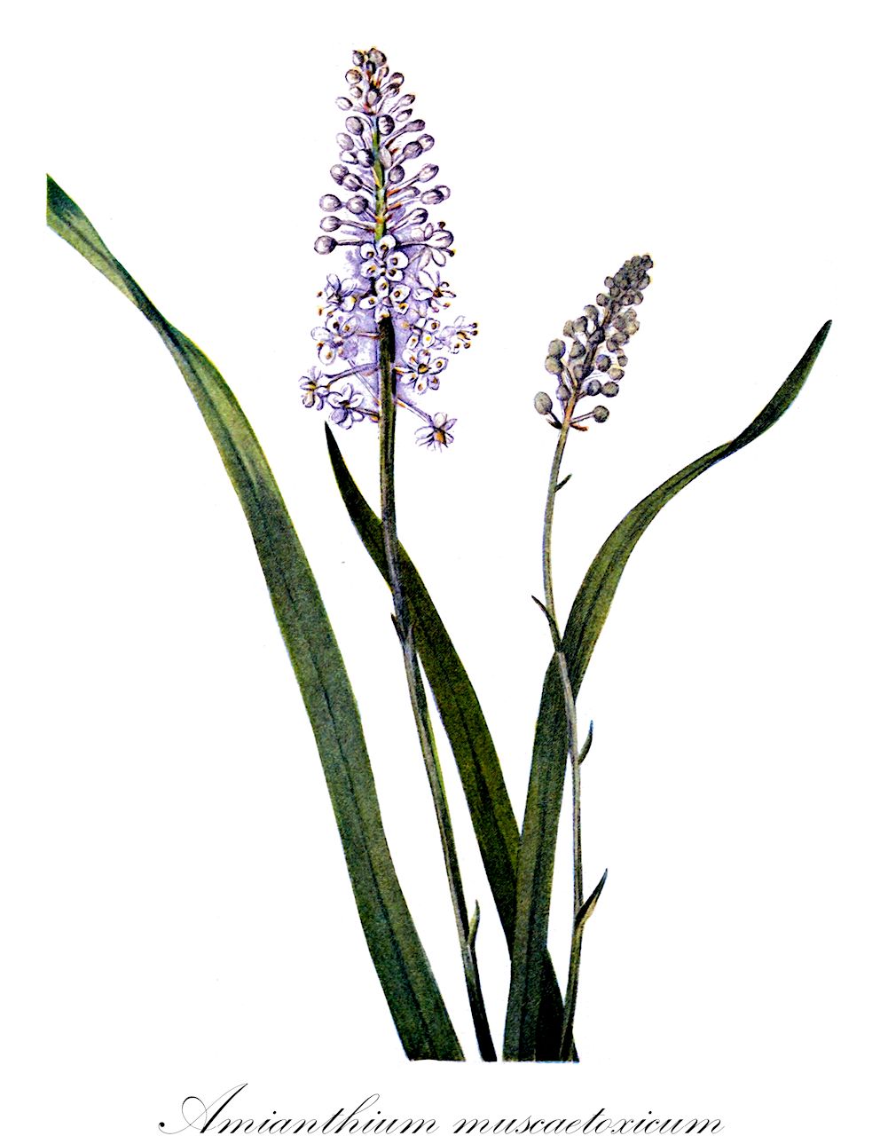 Amianthium muscaetoxicum - Melanthiaceae,Plantae,Pteridobiotina,Angiosperms,Liliales,Melanthiaceae,Amianthium,Amianthium muscaetoxicum,Amiantanthus muscaetoxicum, Amianthium macrotox, Anthericum subtrigynum, Chrosperma laetum, Chrosperma muscitoxicum, Chrysosperma muscatoxicum, Crosperma laeta, Crosperma phalangioides, Endocles laetum, Helonias erythrosperma, Helonias laeta, Leimanthium laetum, Leimanthium pallidum, Melanthium laetum, Melanthium muscitoxicum, Melanthium myoctonum, Melanthium phalangioides, Zigadenus muscaetoxicum, Zigadenus muscitoxicum
