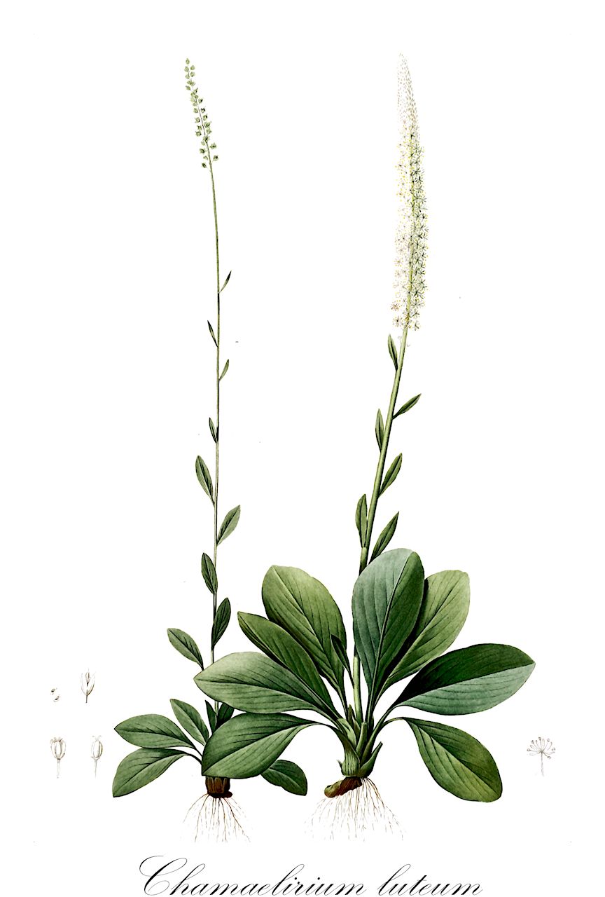 Chamaelirium luteum - Melanthiaceae,Plantae,Pteridobiotina,Angiosperms,Liliales,Melanthiaceae,Chamaelirium,Chamaelirium luteum,Abalon albiflorum, Abalon albiflorum var. obovatum, Abalon albiflorum var. pumilum, Abalon albiflorum var. serpentarium, Abalon albiflorum var. spicatum, Abalon albiflorum var. sylvaticum, Chamaelirium carolinianum, Chamaelirium luteum, Chamaelirium obovale, Chionographis lutea, Dasurus luteus, Diclinotrys albiflorum, Helonias dioica, Helonias lutea, Helonias pumila, Melanthium dioicum, Melanthium luteum, Ophiostachys virginica, Siraitos luteus, Veratrum flavum, Veratrum luteum,Funkelstern;Helonias;blazing-star;devil's-bit;fairy-wand;rattlesnake-root
