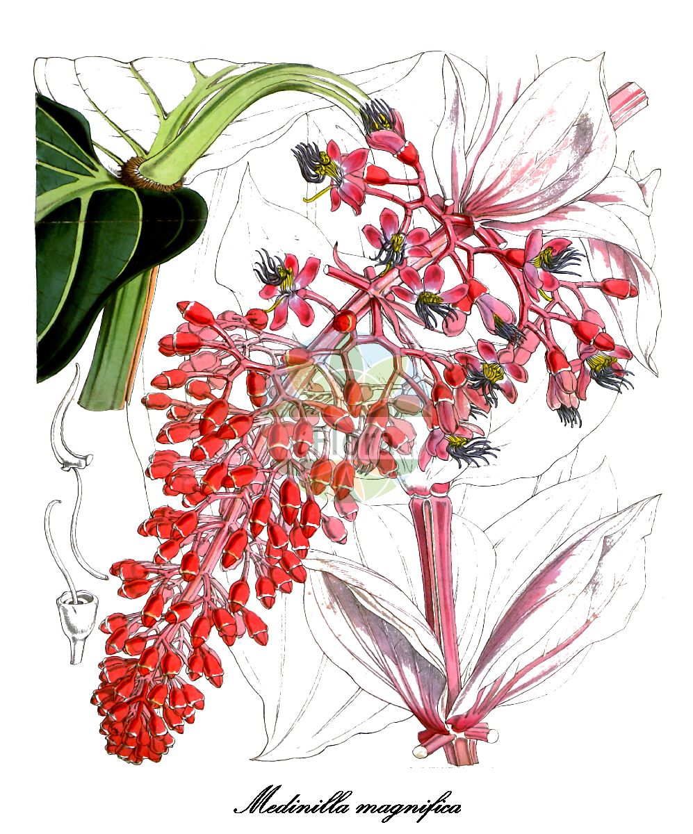 Medinilla magnifica - Melastomataceae,Plantae,Pteridobiotina,Angiosperms,Myrtales,Melastomataceae,Medinilla,Medinilla magnifica,Dactyliota bracteata, Medinilla bracteata, Medinilla superba,Medinille