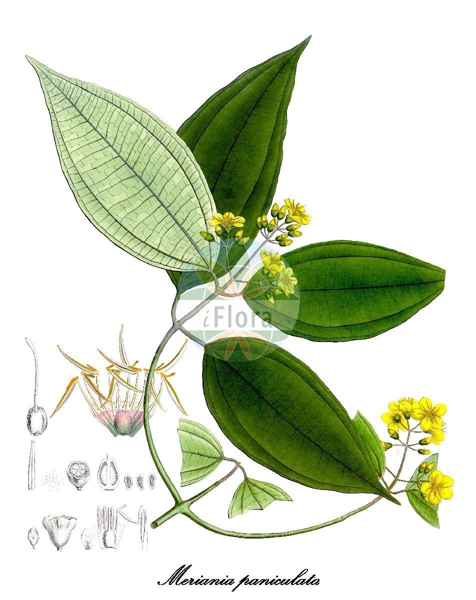 Meriania paniculata - Melastomataceae,Plantae,Pteridobiotina,Angiosperms,Myrtales,Melastomataceae,Meriania,Meriania paniculata