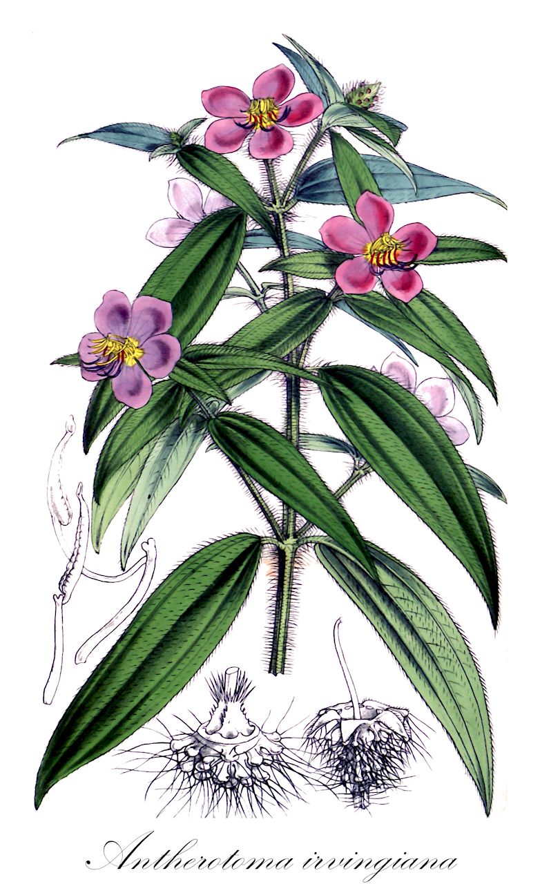 Antherotoma irvingiana - Melastomataceae,Plantae,Pteridobiotina,Angiosperms,Myrtales,Melastomataceae,Antherotoma,Antherotoma irvingiana,Dissotis irvingiana, Dissotis senegambiensis f. irvingiana