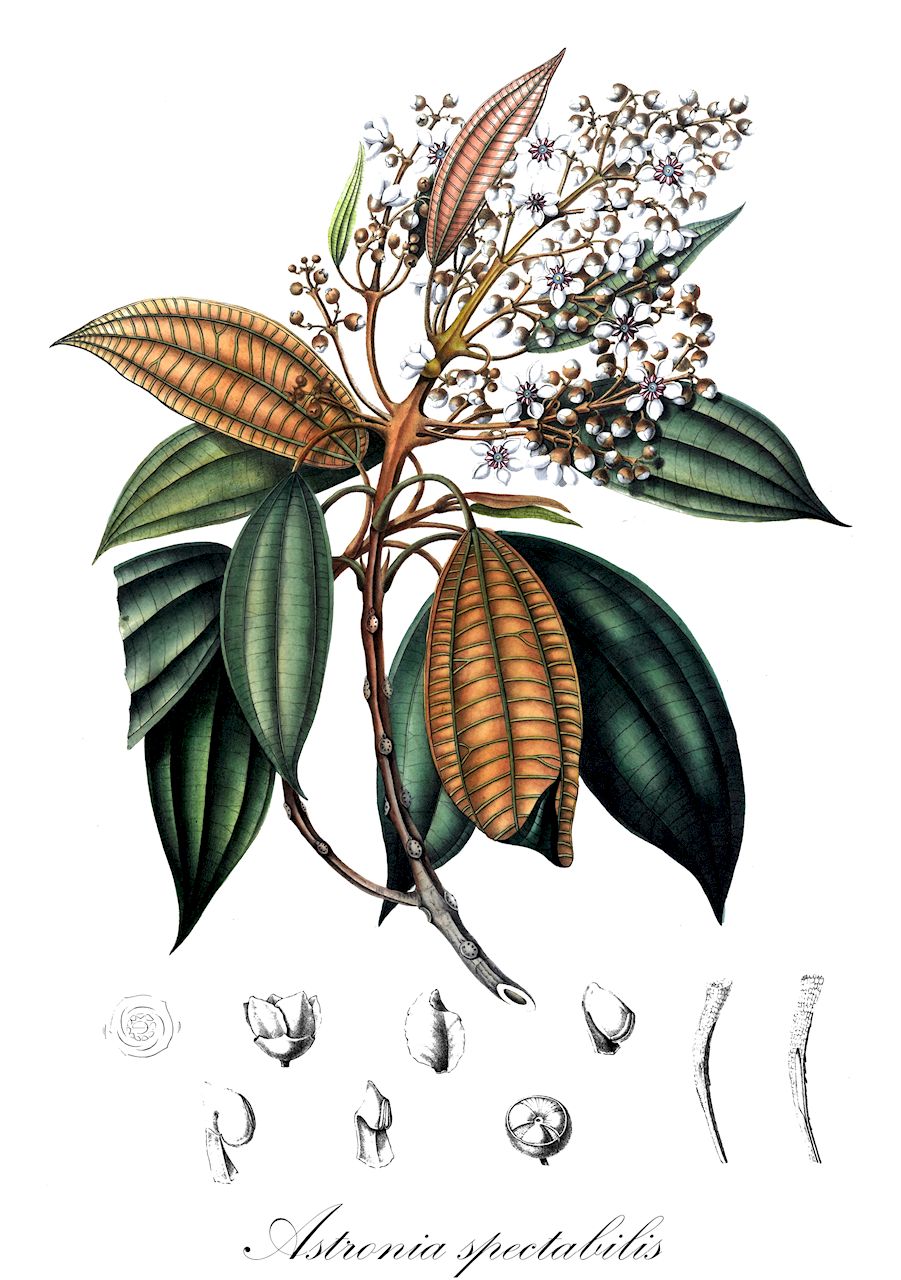 Astronia spectabilis - Melastomataceae,Plantae,Pteridobiotina,Angiosperms,Myrtales,Melastomataceae,Astronia,Astronia spectabilis,Astronia intermedia, Pharmacum intermedium