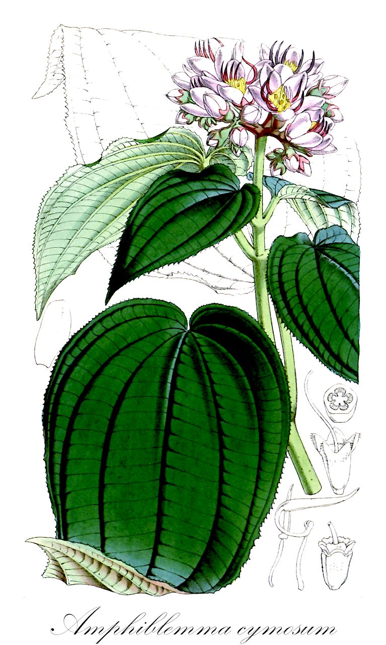 Amphiblemma cymosum - Melastomataceae,Plantae,Pteridobiotina,Angiosperms,Myrtales,Melastomataceae,Amphiblemma,Amphiblemma cymosum,Calvoa superba, Melastoma corymbosum, Melastoma leonense