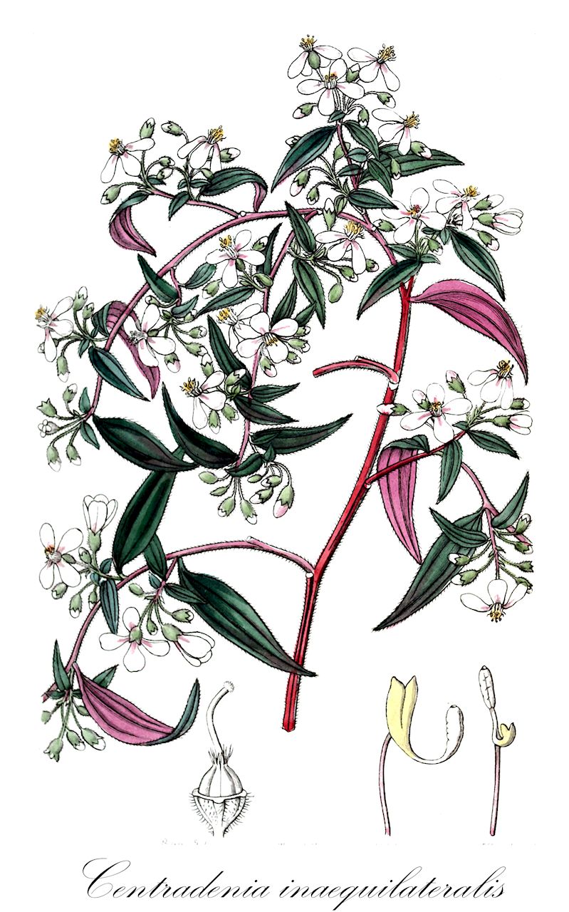 Centradenia inaequilateralis - Melastomataceae,Plantae,Pteridobiotina,Angiosperms,Myrtales,Melastomataceae,Centradenia,Centradenia inaequilateralis,Arthrostemma parietaria, Centradenia divaricata, Centradenia inaequilateralis var. major, Centradenia oerstediana, Centradenia rosea, Donkelaaria diversifolia, Rhexia inaequilateralis, Rhexia parvifolia