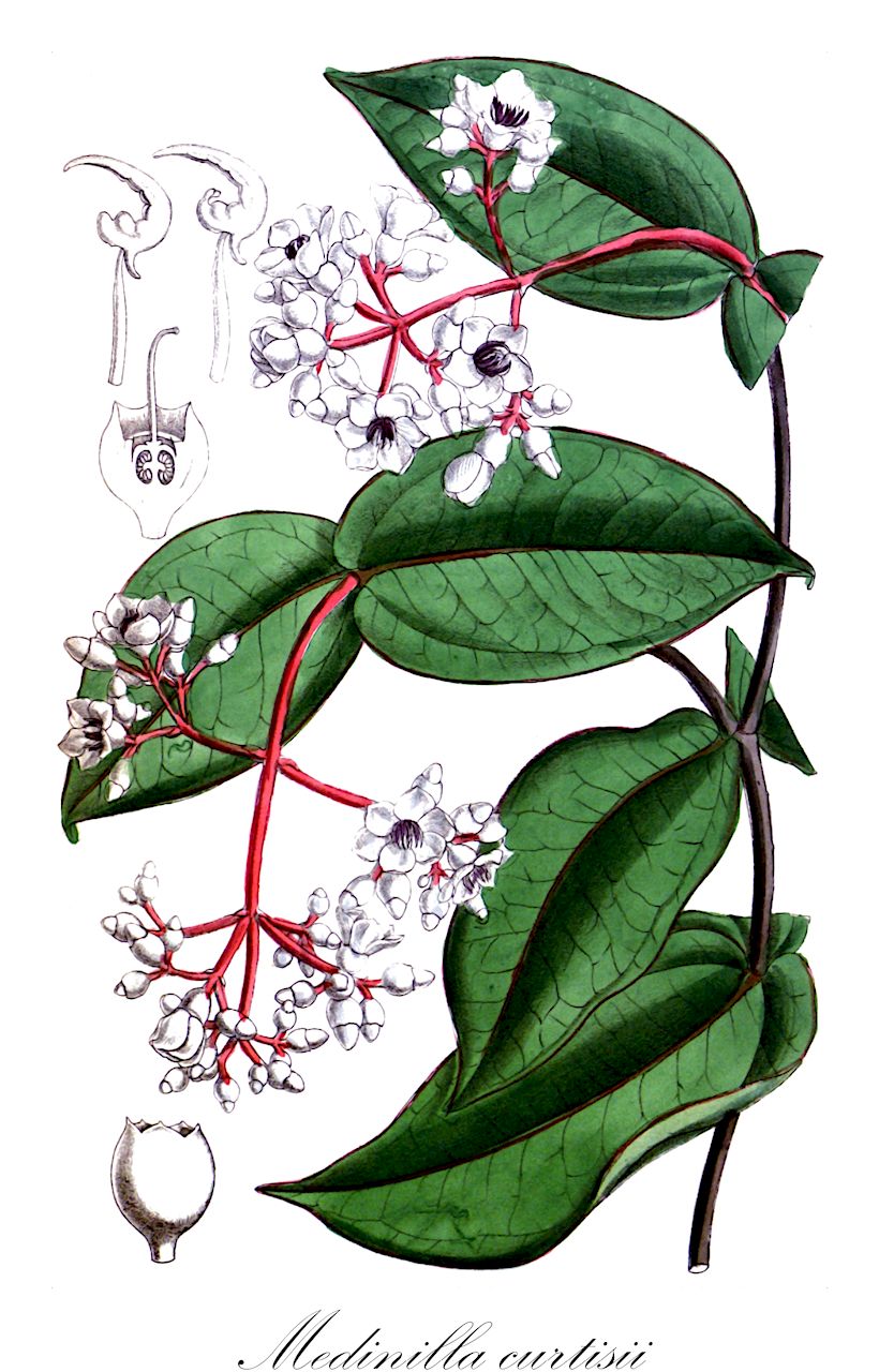 Medinilla curtisii - Melastomataceae,Plantae,Pteridobiotina,Angiosperms,Myrtales,Melastomataceae,Medinilla,Medinilla curtisii,Medinilla elliptica