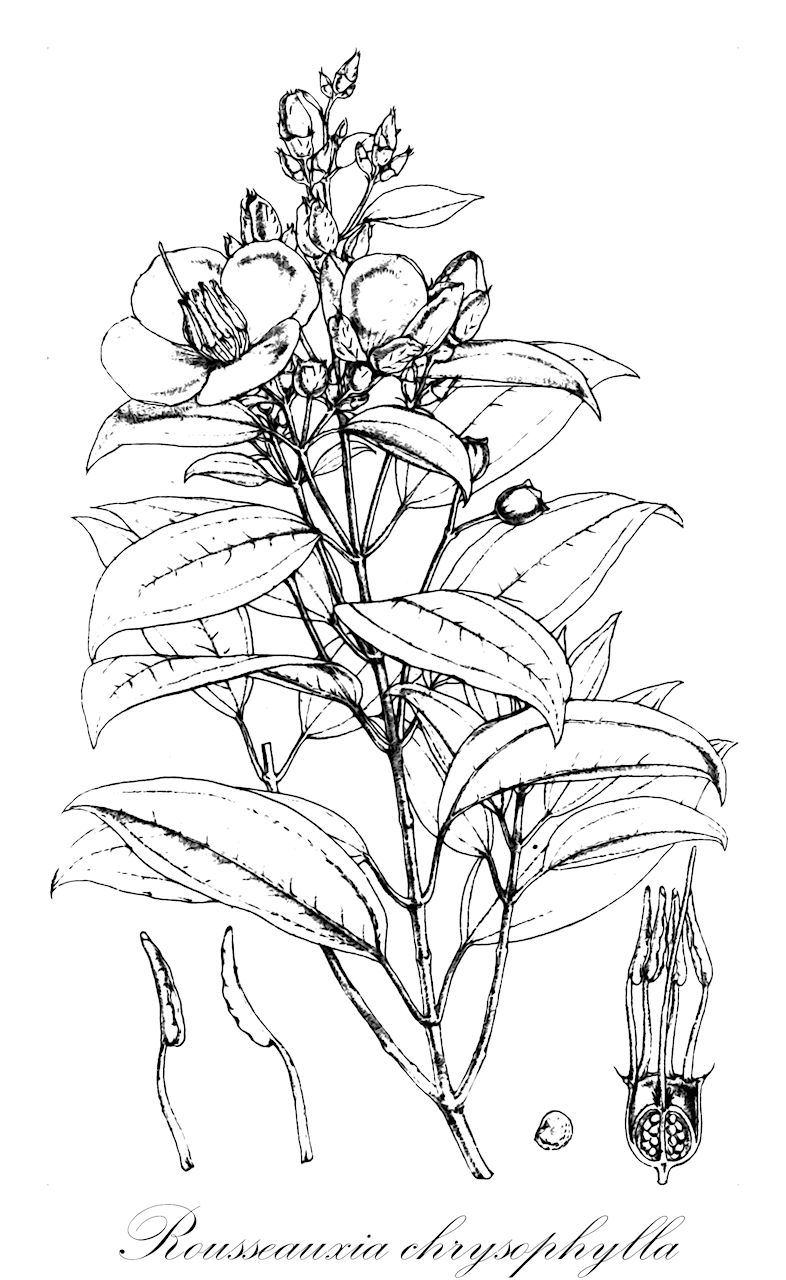 Rousseauxia chrysophylla - Melastomataceae,Melastoma chrysophyllum, Osbeckia chrysophylla, Osbeckia chrysophylla var. heterochroma, Osbeckia elliotii, Rousseauxia chrysophylla var. setulosa,Plantae,Pteridobiotina,Angiosperms,Myrtales,Melastomataceae,Rousseauxia,Rousseauxia chrysophylla