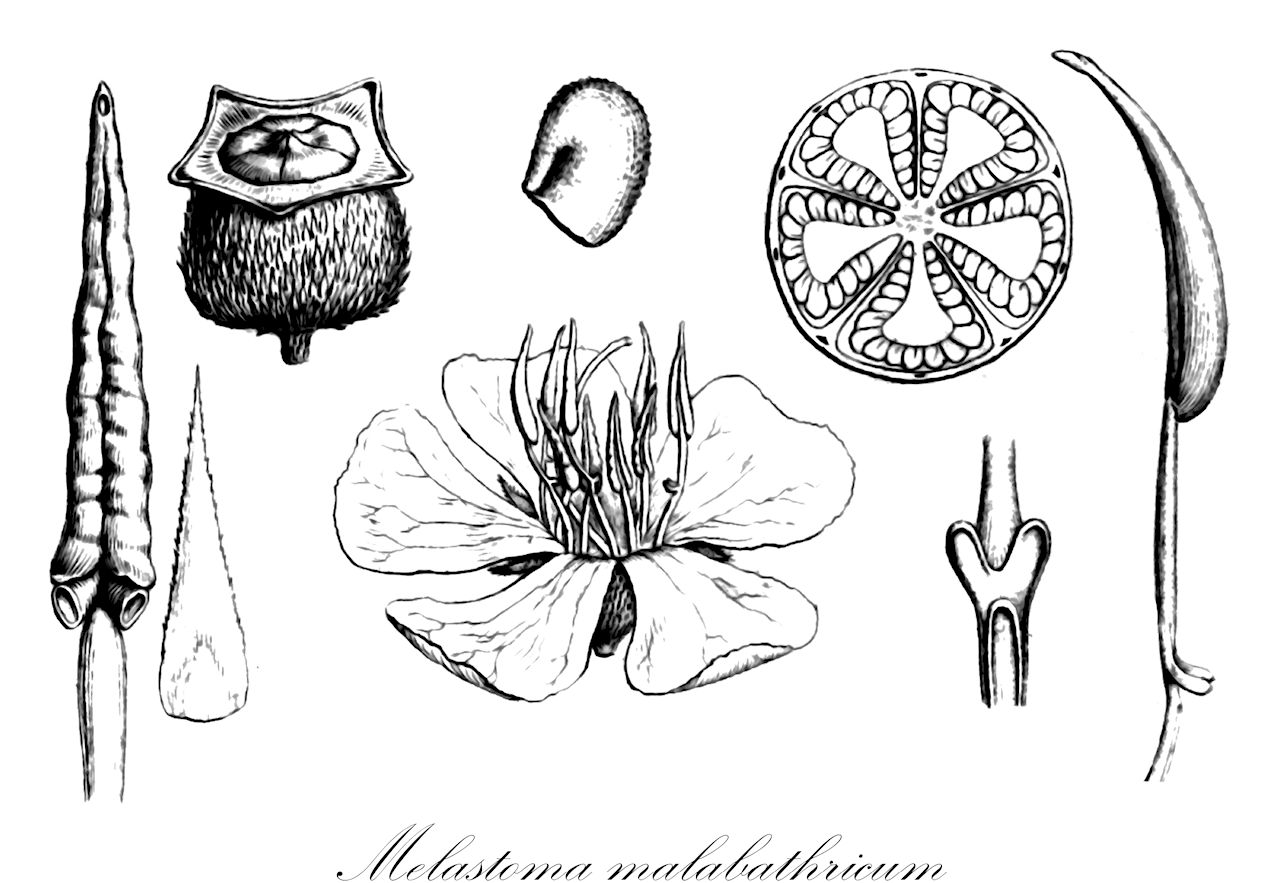 Melastoma malabathricum - Melastomataceae,Plantae,Pteridobiotina,Angiosperms,Myrtales,Melastomataceae,Melastoma,Melastoma malabathricum,Melastoma malabathricum var. polyanthum, Melastoma polyanthum,Melastomie