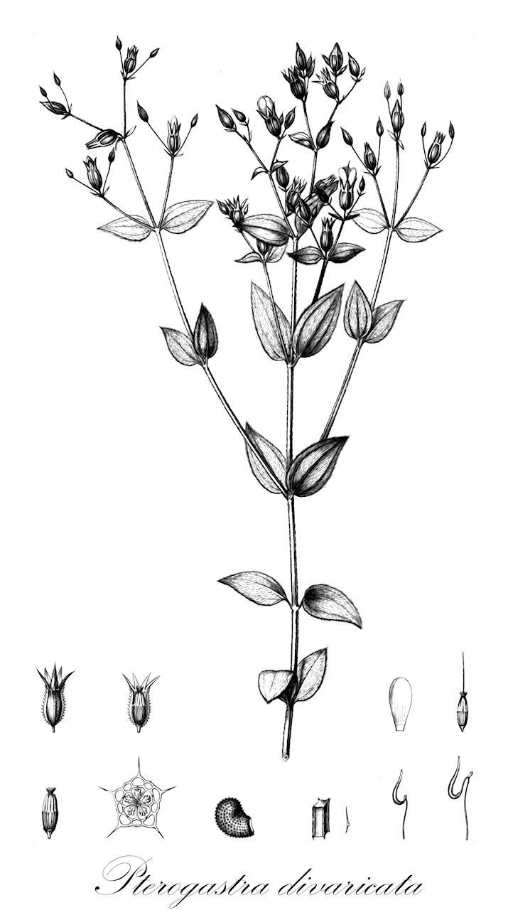 Pterogastra divaricata - Melastomataceae,Plantae,Pteridobiotina,Angiosperms,Myrtales,Melastomataceae,Pterogastra,Pterogastra divaricata,Chaetogastra divaricata, Osbeckia divaricata, Rhexia divaricata