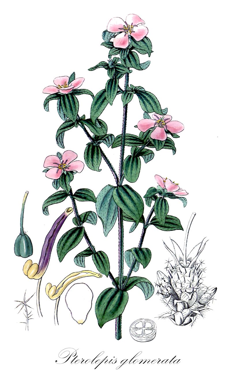 Pterolepis glomerata - Melastomataceae,Plantae,Pteridobiotina,Angiosperms,Myrtales,Melastomataceae,Pterolepis,Pterolepis glomerata,Arthrostema angusturense, Arthrostema capitatum, Arthrostema salzmannii, Arthrostemma angusturense, Arthrostemma angusturense, Arthrostemma brachyandrum, Arthrostemma glomeratum, Chaetogastra callichaeta, Chaetogastra glomerata, Chaetogastra sherardioides, Osbeckia glomerata, Osbeckia glomerata var. albiflora, Osbeckia maritima, Osbeckia sipaneoides, Pterolepis capitata, Pterolepis glomerata var. angustifolia, Pterolepis glomerata var. angusturensis, Pterolepis glomerata var. brachyandra, Pterolepis glomerata var. glaziovii, Pterolepis glomerata var. longifolia, Pterolepis glomerata var. martiana, Pterolepis glomerata var. microphylla, Pterolepis glomerata var. peruviana, Pterolepis glomerata var. saldanhaei, Pterolepis glomerata var. sherarioides, Pterolepis hostmannii, Pterolepis maritima, Pterolepis maritima var. genuina, Pterolepis maritima var. robusta, Pterolepis paludosa, Pterolepis salzmannii, Pterolepis sipaneoides, Rhexia angusturensis, Rhexia capitata, Rhexia glomerata, Tetrameris brachyandra