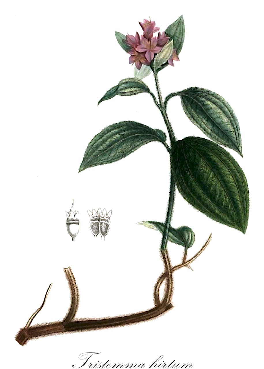 Tristemma hirtum - Melastomataceae,Plantae,Pteridobiotina,Angiosperms,Myrtales,Melastomataceae,Tristemma,Tristemma hirtum,Melastoma sessile, Melastoma sessilis, Osbeckia hirta, Tristemma dusenii