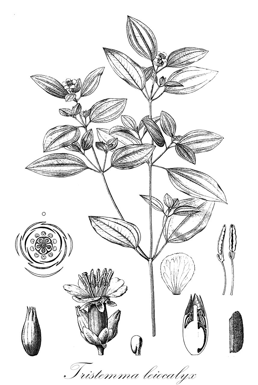 Tristemma leiocalyx - Melastomataceae,Plantae,Pteridobiotina,Angiosperms,Myrtales,Melastomataceae,Tristemma,Tristemma leiocalyx