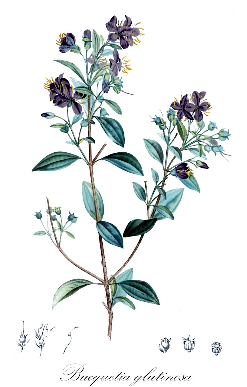 Bucquetia glutinosa - Melastomataceae,Plantae,Pteridobiotina,Angiosperms,Myrtales,Melastomataceae,Bucquetia,Bucquetia glutinosa,Bucquetia glutinosa var. rosea, Melastoma glutinosum, Osbeckia glutinosa, Rhexia bogotensis, Rhexia glutinosa