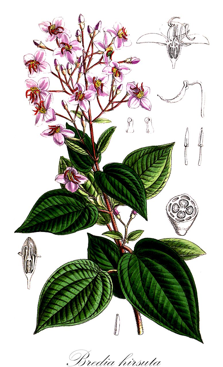 Bredia hirsuta - Melastomataceae,Plantae,Pteridobiotina,Angiosperms,Myrtales,Melastomataceae,Bredia,Bredia hirsuta