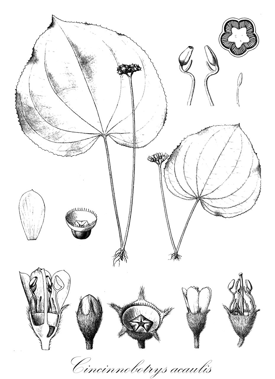 Cincinnobotrys acaulis - Melastomataceae,Plantae,Pteridobiotina,Angiosperms,Myrtales,Melastomataceae,Cincinnobotrys,Cincinnobotrys acaulis,Amphiblemma acaule, Amphiblemma acaule var. brevipes, Amphiblemma seretii, Cincinnobotrys acaulis var. seretii, Cincinnobotrys seretii, Haplophyllophora acaulis, Haplophyllophora acaulis var. brevipes, Haplophyllophora seretii