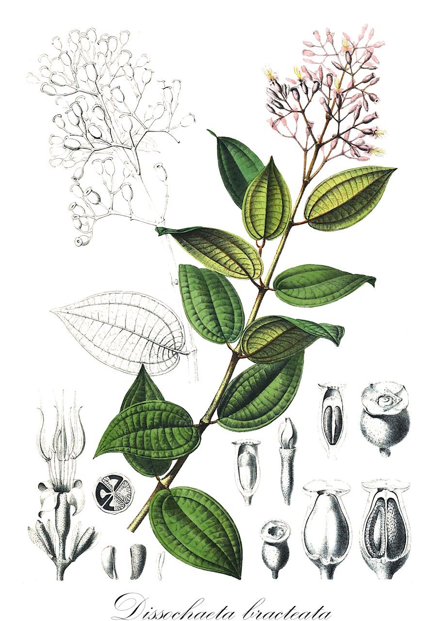 Dissochaeta bracteata - Melastomataceae,Plantae,Pteridobiotina,Angiosperms,Myrtales,Melastomataceae,Dissochaeta,Dissochaeta bracteata,Dissochaeta bracteata, Dissochaeta bracteosa, Dissochaeta korthalsii, Melastoma bracteatum