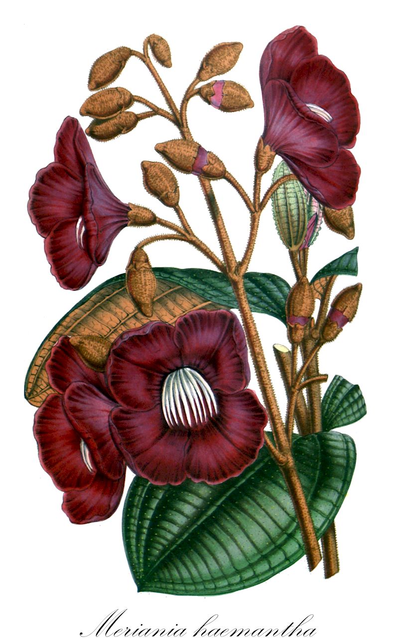 Meriania haemantha - Melastomataceae,Plantae,Pteridobiotina,Angiosperms,Myrtales,Melastomataceae,Meriania,Meriania haemantha,Calyptraria haemantha, Centronia haemantha