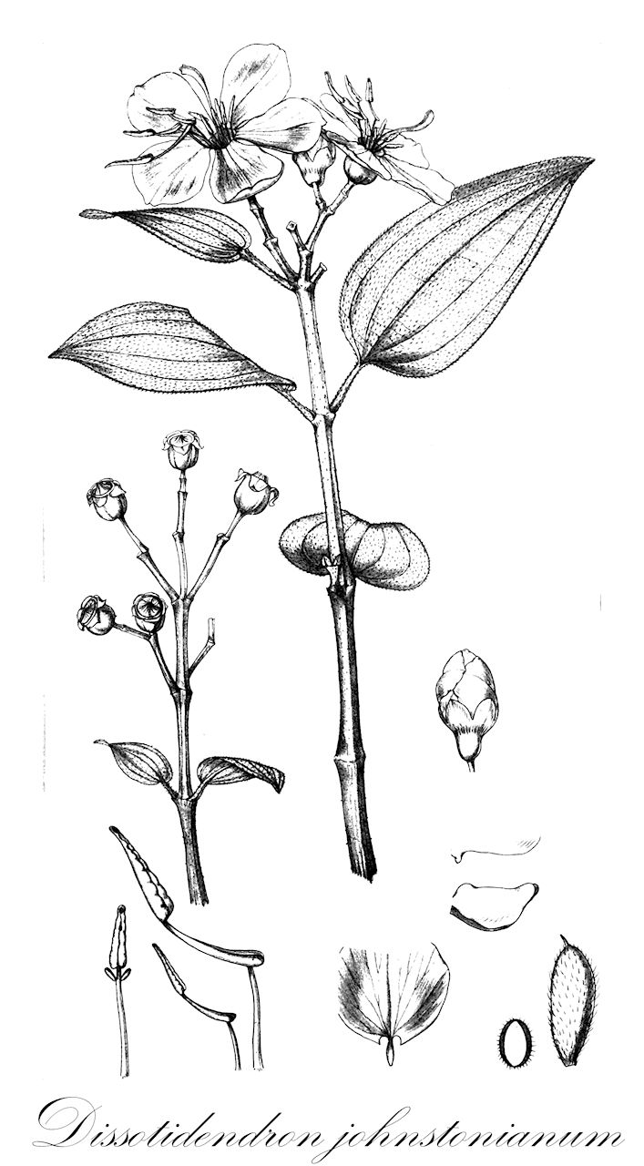 Dissotidendron johnstonianum - Melastomataceae,Plantae,Pteridobiotina,Angiosperms,Myrtales,Melastomataceae,Dissotidendron,Dissotidendron johnstonianum,Dissotis johnstoniana