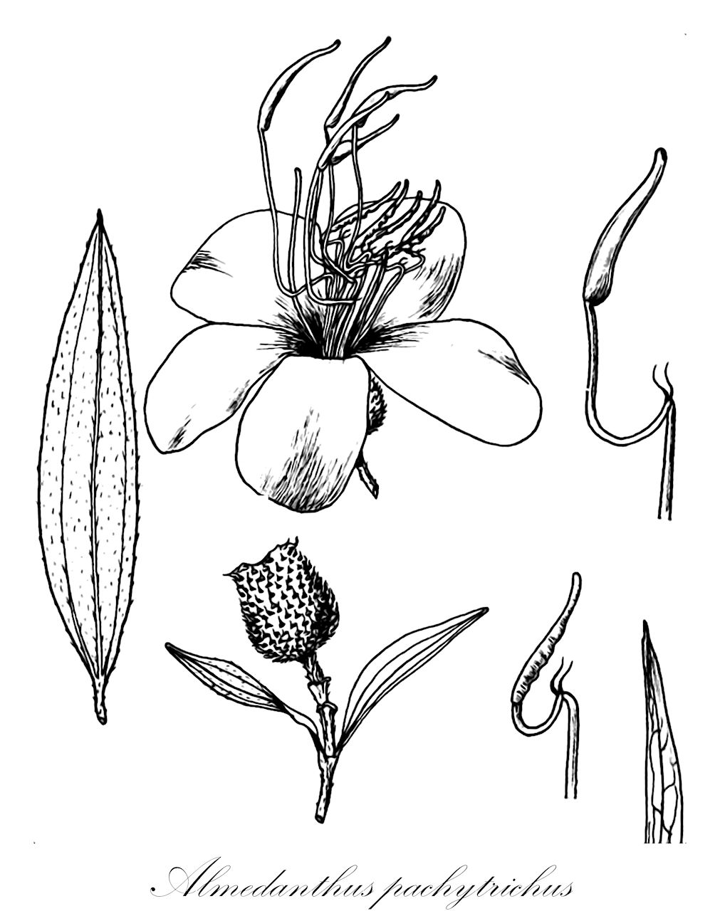Almedanthus pachytrichus - Melastomataceae,Plantae,Pteridobiotina,Angiosperms,Myrtales,Melastomataceae,Almedanthus,Almedanthus pachytrichus,Dissotis pachytricha