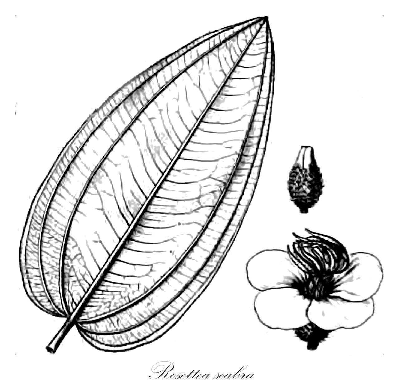 Rosettea scabra - Melastomataceae,Plantae,Pteridobiotina,Angiosperms,Myrtales,Melastomataceae,Rosettea,Rosettea scabra,Dissotis graminicola, Dissotis scabra