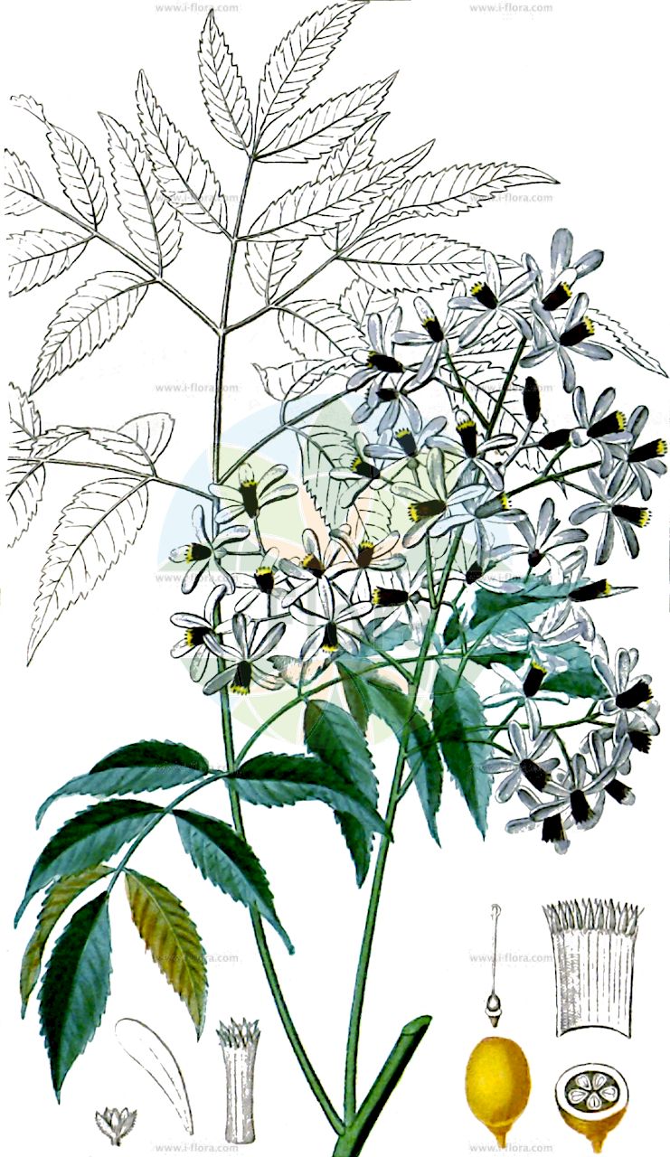 Melia azedarach - Meliaceae,Plantae,Pteridobiotina,Angiosperms,Sapindales,Meliaceae,Melia,Melia azedarach,Azedara speciosa, Azedarach commelini, Azedarach deleteria, Azedarach fraxinifolia, Azedarach odoratum, Azedarach sempervirens, Azedarach sempervirens f. incisodentata, Azedarach sempervirens f. longifoliola, Azedarach sempervirens f. subdentata, Azedarach sempervirens var. glabrior, Melia aethiopica, Melia angustifolia, Melia arguta, Melia australasica, Melia australis, Melia azedarach f. umbraculifera, Melia azedarach var. australasica, Melia azedarach var. glabrior, Melia azedarach var. intermedia, Melia azedarach var. subtripinnata, Melia azedarach var. toosendan, Melia azedarach var. umbraculifera, Melia bambolo, Melia bogoriensis, Melia bukayun, Melia candollei, Melia chinensis, Melia cochinchinensis, Melia commelini, Melia composita, Melia flaccida, Melia floribunda, Melia florida, Melia guineensis, Melia japonica, Melia japonica var. semperflorens, Melia javanica, Melia orientalis, Melia robusta, Melia sambucina, Melia sempervirens, Melia superba, Melia toosendan,Chinesische Holunder;arbre à chapelets;azédarach;lilas des Antilles;margousier;cornier des Indes;faux sycomore;laurier grec;lilas de Perse;lilas des Indes;patenôtre;pater noster;arbol del paraiso;paraiso;árbol del paraíso;jacinta;paraíso;acederaque;agriaz;agrión;árbol de cuentas;árbol de los rosarios;bolillero;canelo;cinamomo;falso sicomoro;jaboncillo;lilo de China;lilo de Persia;melia;mirabobo;rosareira;albero dei paternostri;albero della pazienza;albero da rosari;perlaro;sicomoro falso;galbessen;paternosterboom;jazmim-de-caiena;cinamomo;amargoseira;agrião;amargoseira-bastarda;amargoseira-do-himaláia;árvore-dos-rosários;árvore-santa;azedaraque;azufeifo;conteira;falso-sicómoro;lilás-das-índias;mélia;mélia-dos-himaláias;sicómoro-bastardo;мелия азедарах;tesbih ağacı;tespih ağacı;melie;amèlia;arbre de grau de Rosari;arbre de sabonetes;arbre del Paradis;arbre sant;gessamí d'Amèrica;lilà de las Índies;lilà de Pérsia;llesami d'Amèrica;mèlia;metzina;parenostre;rosarier;xuclamoro;kok;Perzijska očenašica;zedrak;sendan;センダン;indijska lipovka;хималайска мелия;μελιά;liàn shǔ;楝属