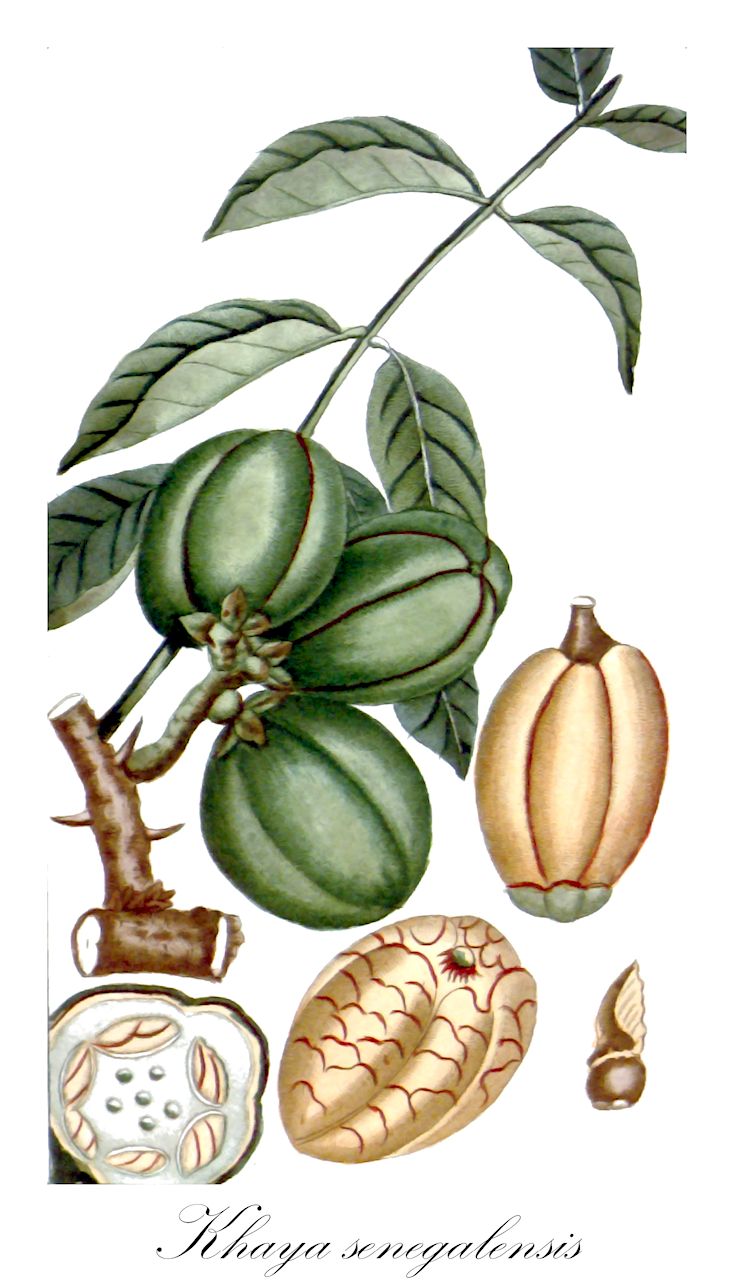 Khaya senegalensis - Meliaceae,Plantae,Pteridobiotina,Angiosperms,Sapindales,Meliaceae,Khaya,Khaya senegalensis,Swietenia senegalensis